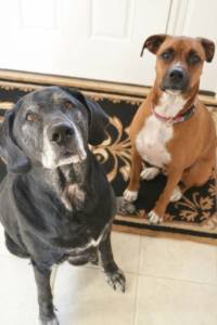dogs